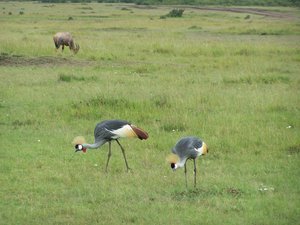 Gold-crested Cranes