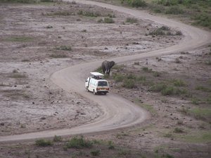 Elephant challenging a van