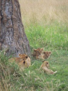 Moms and cubs