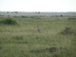 Cheetah prior to the impala kill