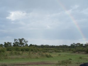 Agitated impala under an afternoon rainbow
