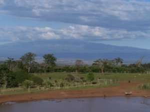 Treetops view of Mt. Kenya
