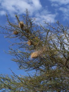 Weaver Bird nests