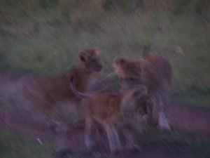 Very frisky lion cubs