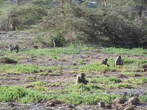 Families of baboons