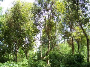 Spice Plantation - Clove Trees