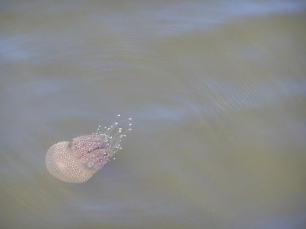 Spotted Jellyfish in the Swan River