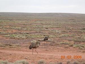 Emus by the road