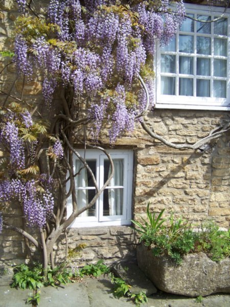 Beautiful wisteria and stone cottage
