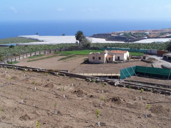 Canary Island farming