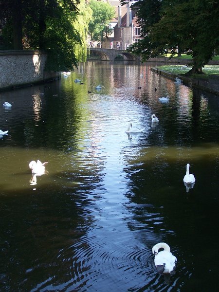 The canals of Bruge