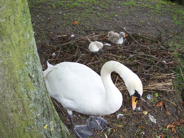 Swan nest with cygnets