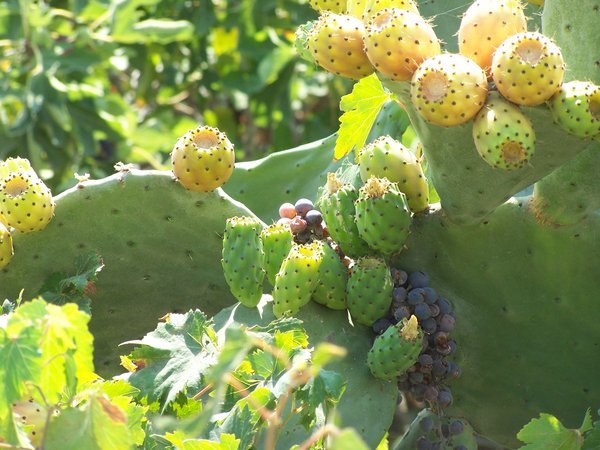 Prickly pears and grapes