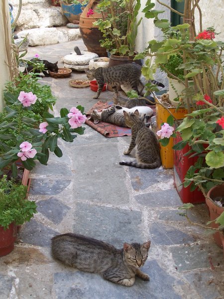 Nisyros cats