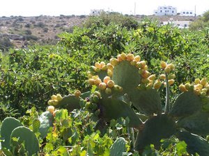 Prickly pears and grapes