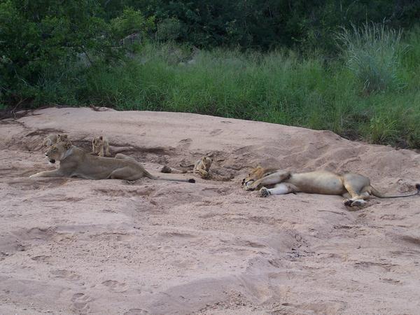Tired parents and playful cubs