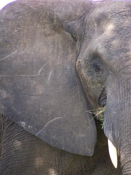 Elephant encounter in the bush