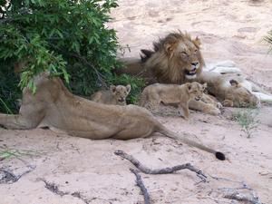Timbavati Game Preserve- first sighting - a pride of lions