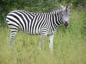 Socialable Zebra