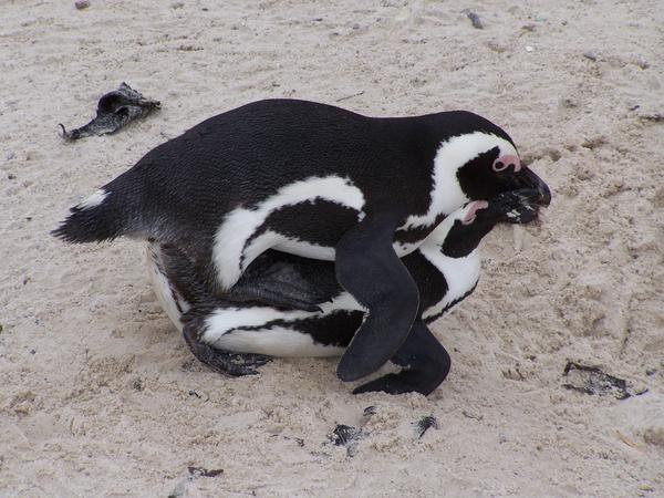 Penguins mating