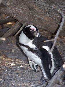Penguins nest building