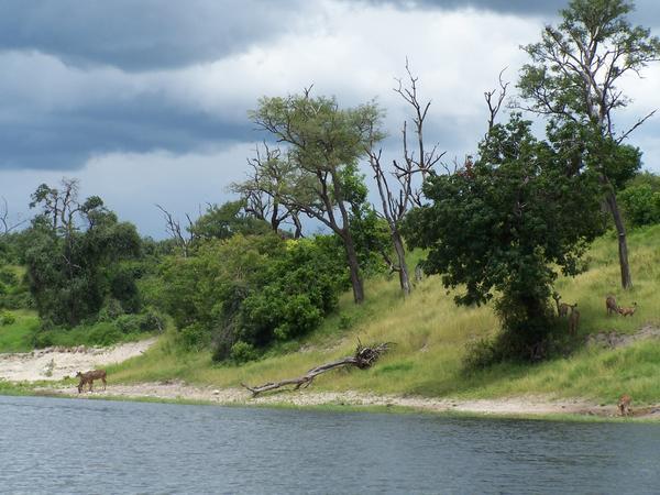Chobe River cruise