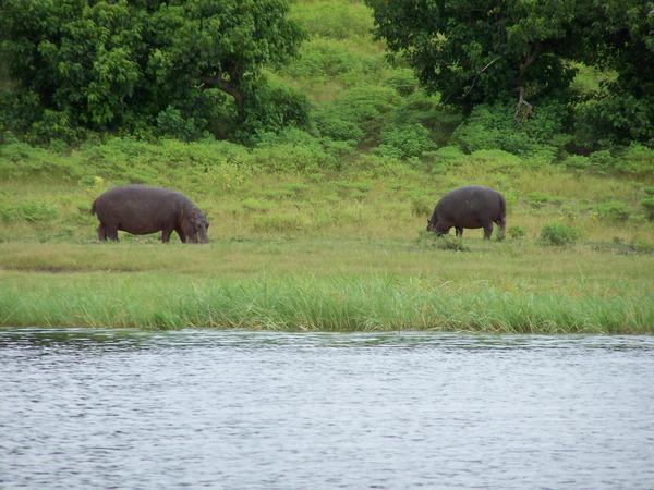 Chobe River Hippos