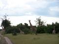 A Journey of Giraffes
