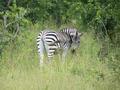 Zebra being coy