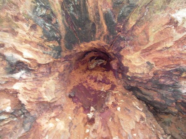 An upturned tree trunk