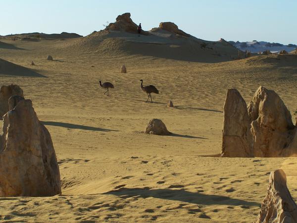 Emus at the Pinnacles