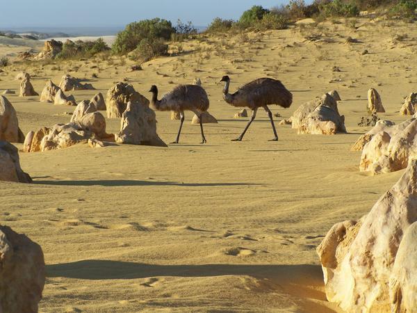 Emus and The Pinnacles