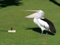 Pelican getting a drink at the lawn sprinkler