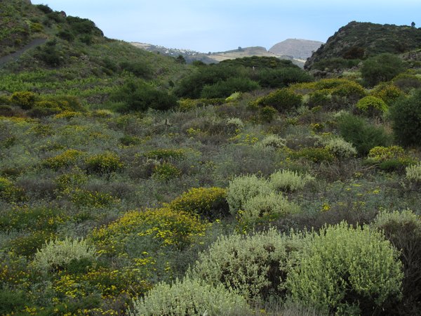 La Gomera vegetation