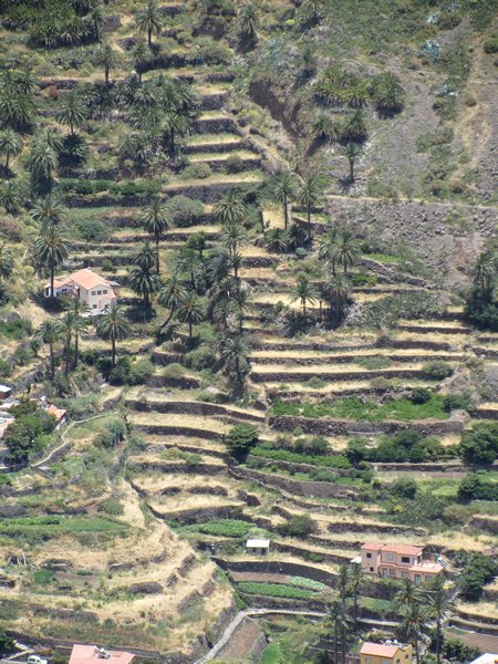 Terracing in Valle del  Gran Rey