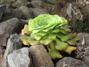 Anonome - a succulent that grows on the cliff sides