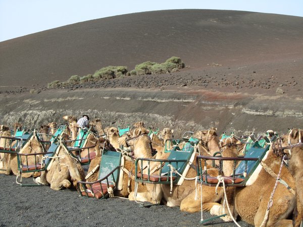 The camel depot