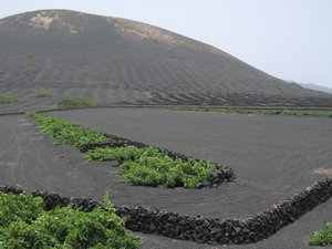 Volcanic agriculture