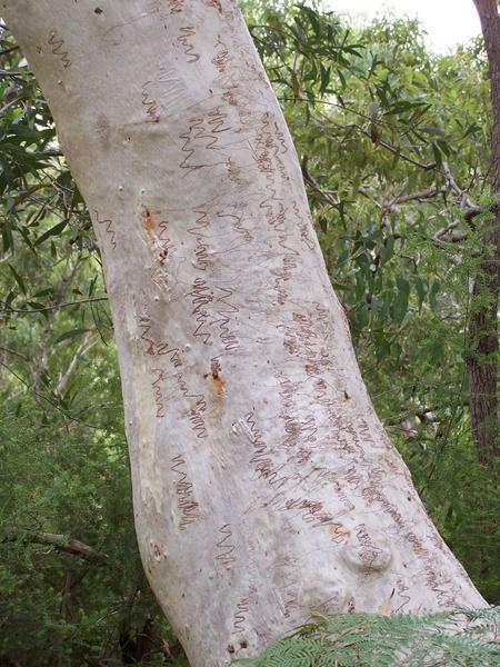 A Squiggley Gum tree