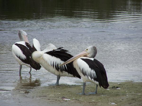 Pelican pals