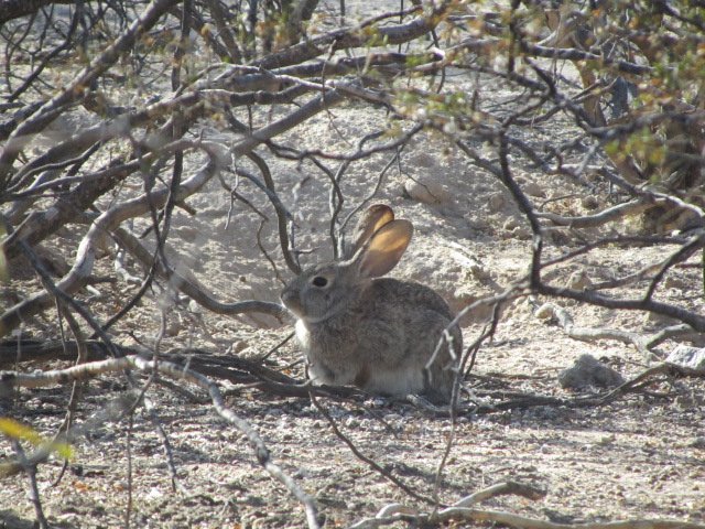 Sabino Canyon rabbit
