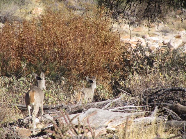 Mule deer in the canyon