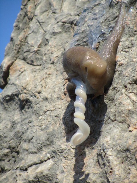 A very strange snail on the walls of Delphi