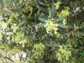 Olive tree blossoms