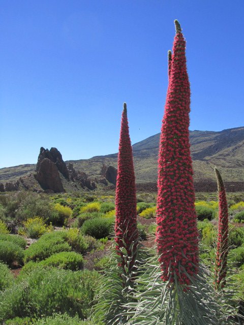 Tajinaste - Viper´s bugloss at Teide National Park