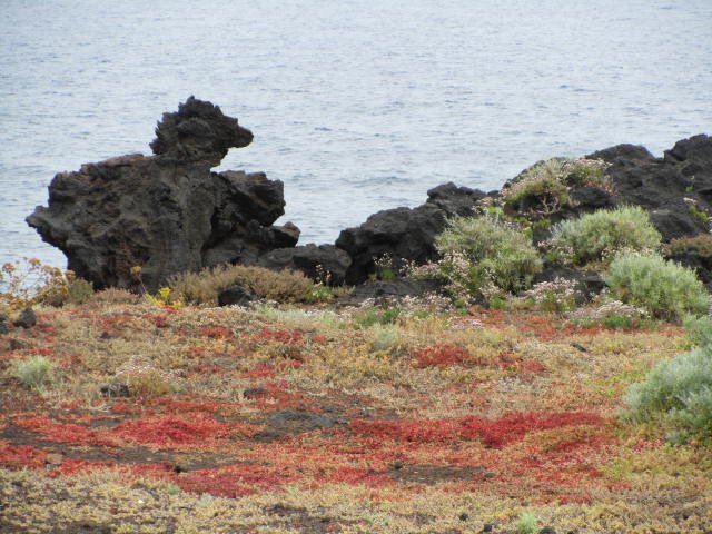Fields of red lichen growing on the lava