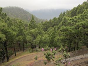 La Cumbrecita pine forest with the crater walls in the clouds