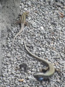 A pair of Canary Island lizards
