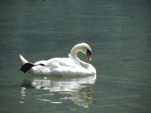 Swiss swan saying, "Welcome back
