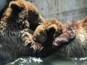 Bern's bear cubs